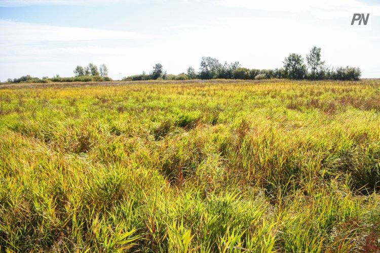 Землю – крестьянам: в Павлодарской области в сельхозоборот вернули обширные площади