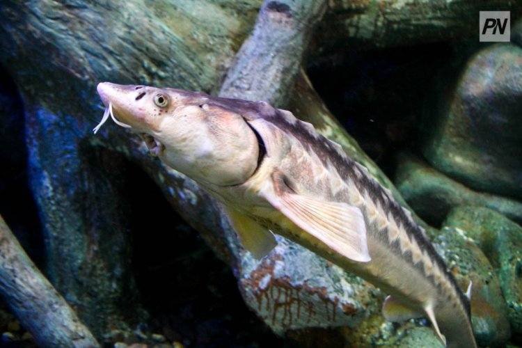 В Павлодарской области планируют разводить осетров