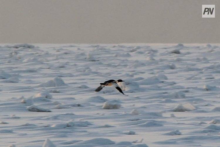 Как выжить павлодарской рыбе зимой: совет инспекторов