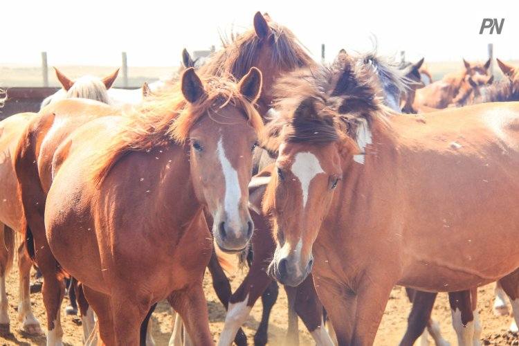 Павлодарский «Атамекен» обучил животноводов бизнесу
