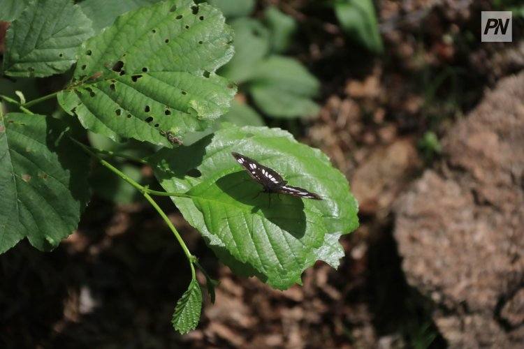 Павлодарскую школу признали дружественной природе