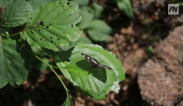 Павлодарскую школу признали дружественной природе