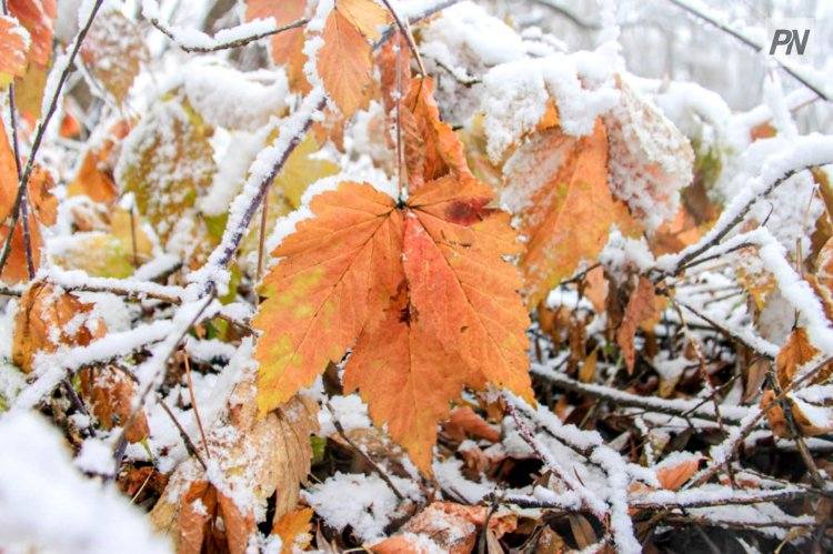 4 декабря в Павлодарской области будет метель