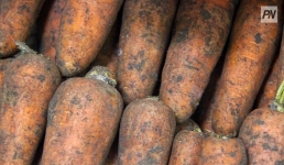 Розовое озеро и овощи: за что стоит любить Павлодарский район