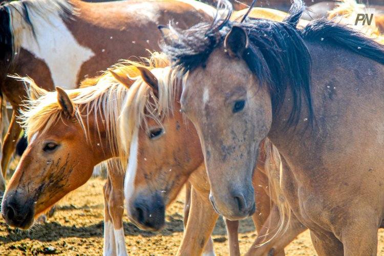 Акцию против краж скота устроили павлодарские полицейские