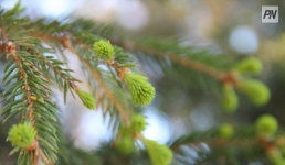 Павлодарские лесники круглосуточно стерегут ели