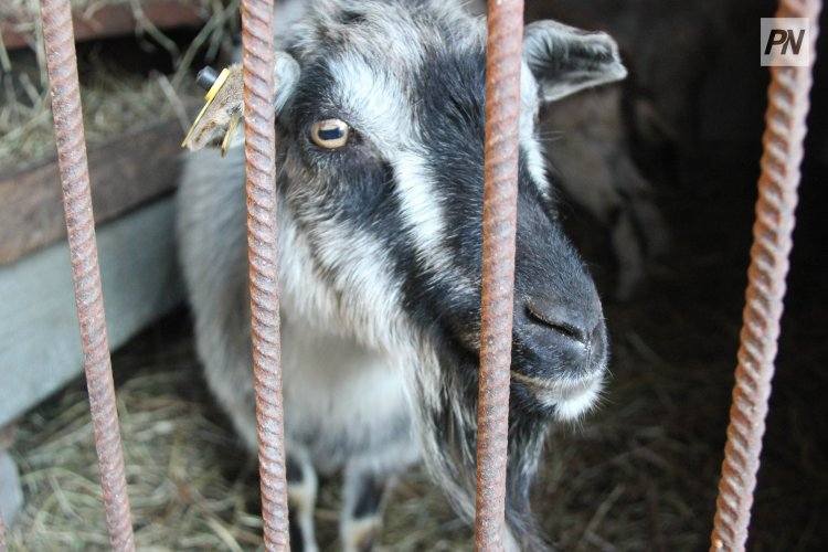 В Павлодарской области скот перевозили не по правилам