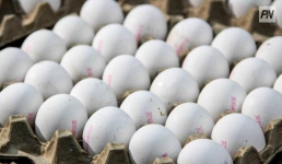 Причину ограничений по яйцам из стабфонда назвали в павлодарском СПК