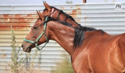 В Павлодарской области грузовой поезд сбил пять лошадей