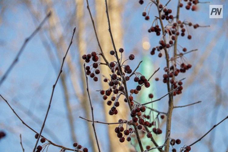 Малооблачно будет в Павлодарской области 23 января