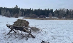 Появление диких животных в городе объяснили павлодарские лесники