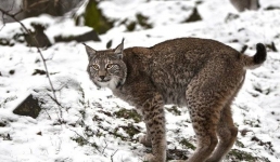 Хищник с бакенбардами попал в объектив павлодарских лесников