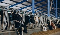 Павлодарским фермерам назвали сроки выплат на развитие хозяйств