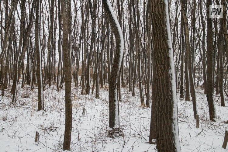 В Павлодарской области февраль будет немного теплее обычного