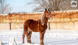 Павлодарские истории: лошадь, проходящая сквозь сердце