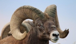 В США спасли толсторогого барана