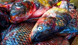 В Павлодаре планируют открыть цех по переработке рыбы