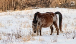 Павлодарские полицейские вернули хозяину строптивых лошадей