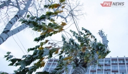 Сильный ветер прогнозируют 20 ноября в Павлодарской области