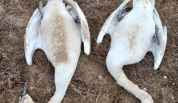 Управление ветеринарии Мангистау: Лебеди на озере Караколь гибнут из-за нехватки пищи